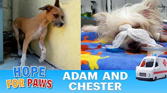 Two dogs were victims of a hit-and-run (broken legs, broken pelvis, collapsed lung) 😓