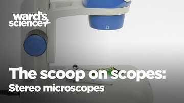 The Scoop on Scopes - Stereo Microscopes