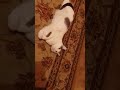 😼 Кот Масик полностью доволен жизнью! Ему всего хватает #кот #Шорты