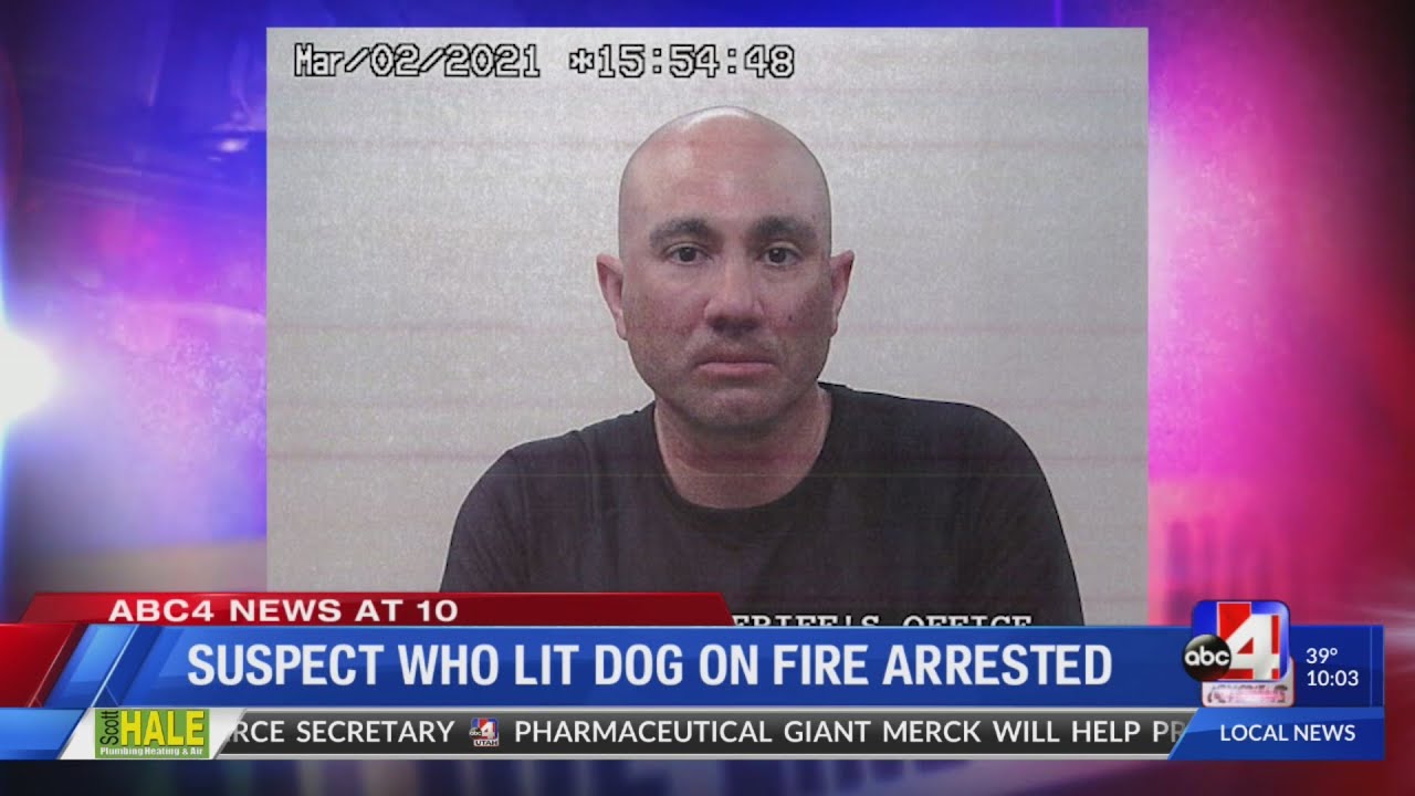 Man arrested for setting dog on fire - YouTube