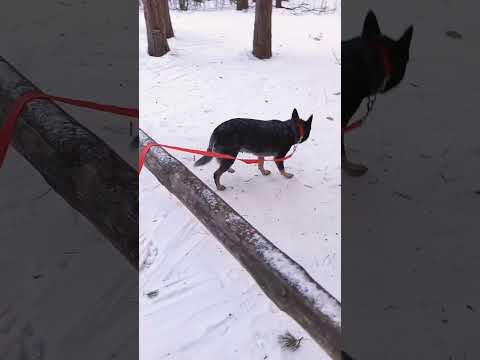 🧊⚖️🐺 баланс 🐾🐾