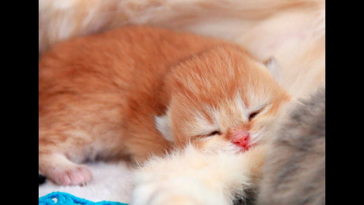 ️ 8 Days After Birth | British Shorthair Kittens 