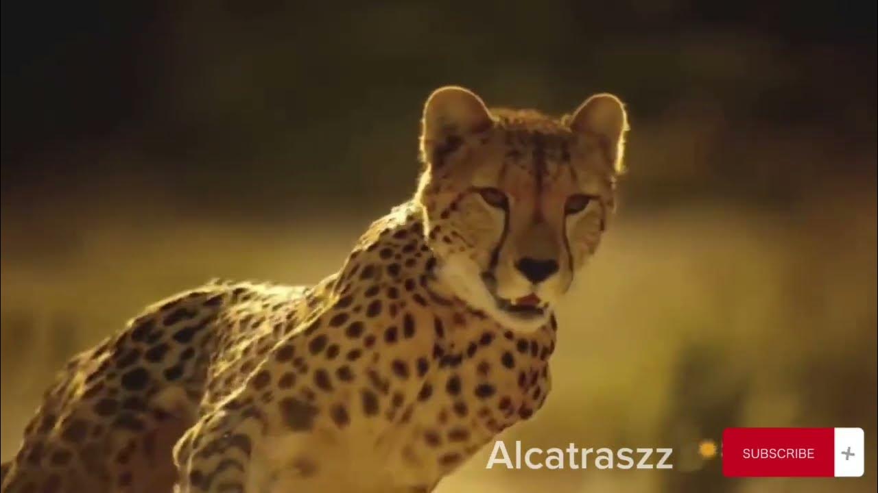 Power of Cheetah Mather#chita Cheetah documentary#reino animal #Into