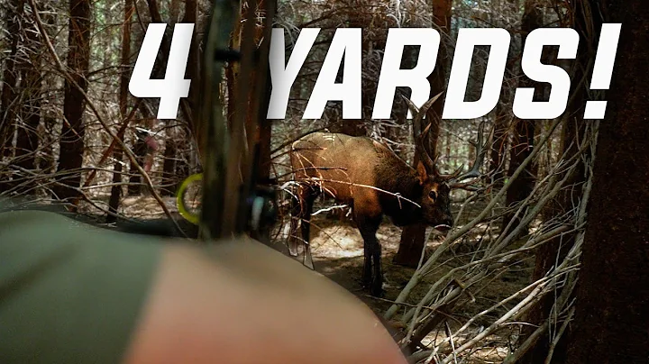 The Elk Hunt of Our Dreams (Bowhunting Roosevelt Elk)