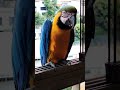 Las guacamayas dan la vida por un trozo de platano #shorts