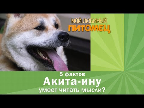 Акита-ину. 5 фактов