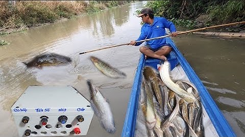 Test Thực Tế Kích Cá Da Trơn 80b Thả Cáp Đánh Thuyền Cá Lăng Trê Thác Lác