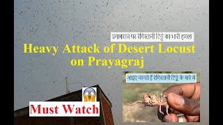 Desert Locust attack on Prayagraj|प्रयागराज पर रेगिस्तानी टिड्डे का भारी हमला| Tiddi | June 11, 2020