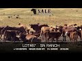 Southern alberta livestock exchange   2020 fall lot 87 sn ranch heifers