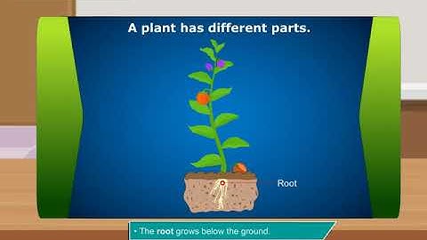 Incredible Science Class 1-Chapter 1-Page Number 10
