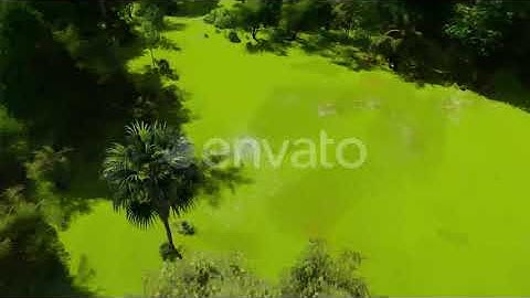 Fly Over Forest 2k | Motion Graphics - Envato elements