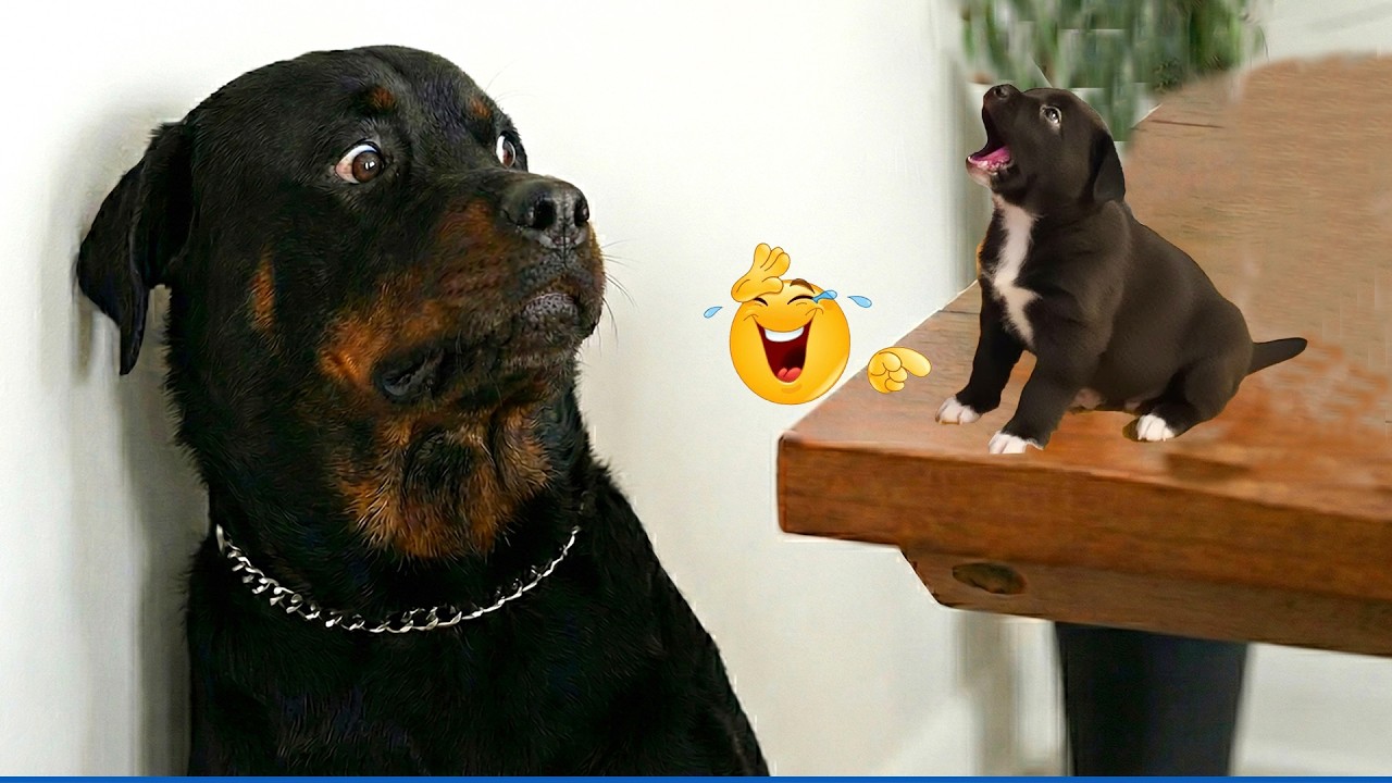You Will Die Laughing At These Dogs 😹🐶 The Funniest Cat & Dog Moments Compilation 😁