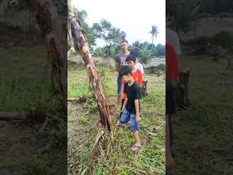 Video: Halaman apakah yang Finny jatuh dari pokok?