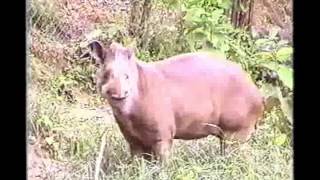Danta o Tapir.avi