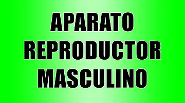 ¿Cómo se llama el aparato reproductor masculino?