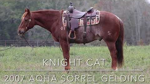 Knight Cat by High Brow Cat