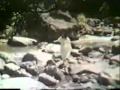 民國66年 1977年 台視鄧麗君特輯5 民國66年 1977年 台視鄧麗君特輯5