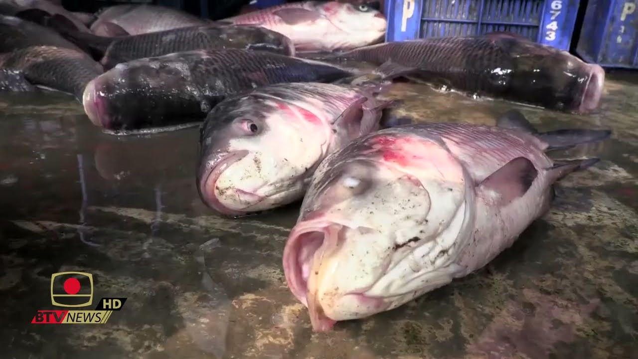 সাতক্ষীরার ফুলতলা মাছের আড়ৎ