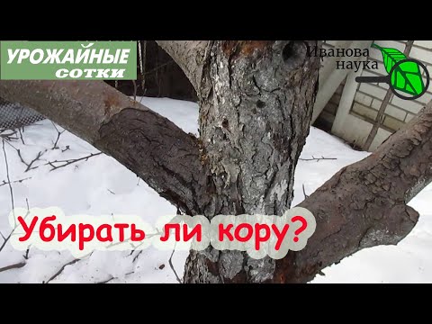 НЕ НАДО ЛИШНИХ ДВИЖЕНИЙ! Обдирать или не убирать кору осенью с деревьев при подготовке к побелке?