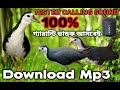 dak pakhir dak.suara ruak ruak. waterhen sound. ডাউক পাখির ডাক। ডাহুক পাখির ডাক। Mp3 Song