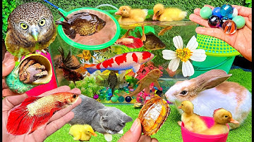 Bắt Các Con Vật Siêu Dễ Thương, Giải Cứu Cá Cảnh, Mèo Dễ Thương, Cua, Rùa, Cá Koi, Cá Vàng, Thỏ Vlog