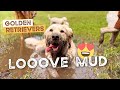 Golden retrievers love mud