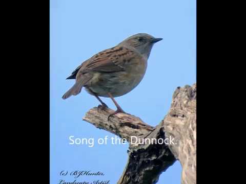 Dunnock