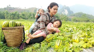Warm when mother and child are together | Harvesting the strange Melon take it to the market to sell