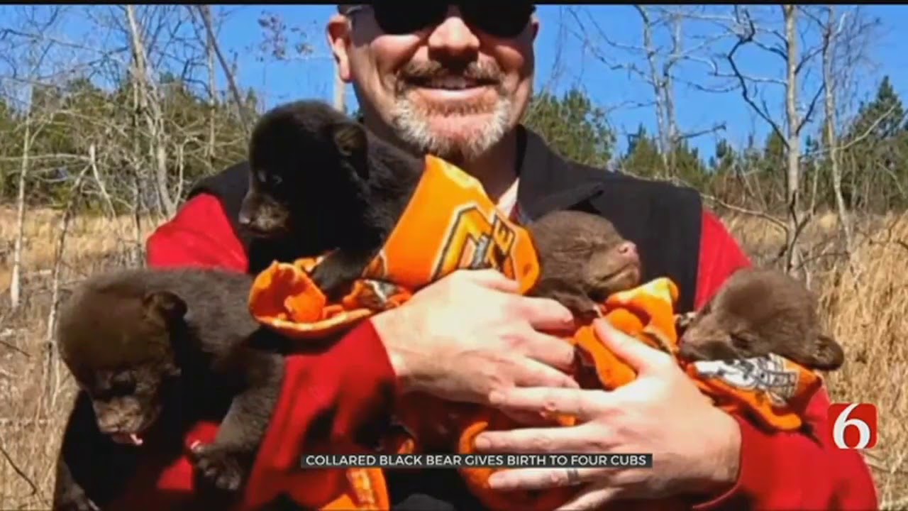 Oklahoma Bear Researchers Make History With Mama Bear Cubs YouTube