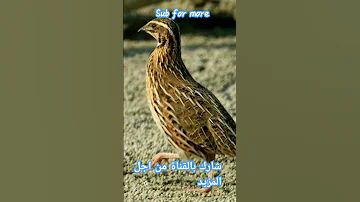 Common Quail Sound صوت الفري او السمان للصيد 