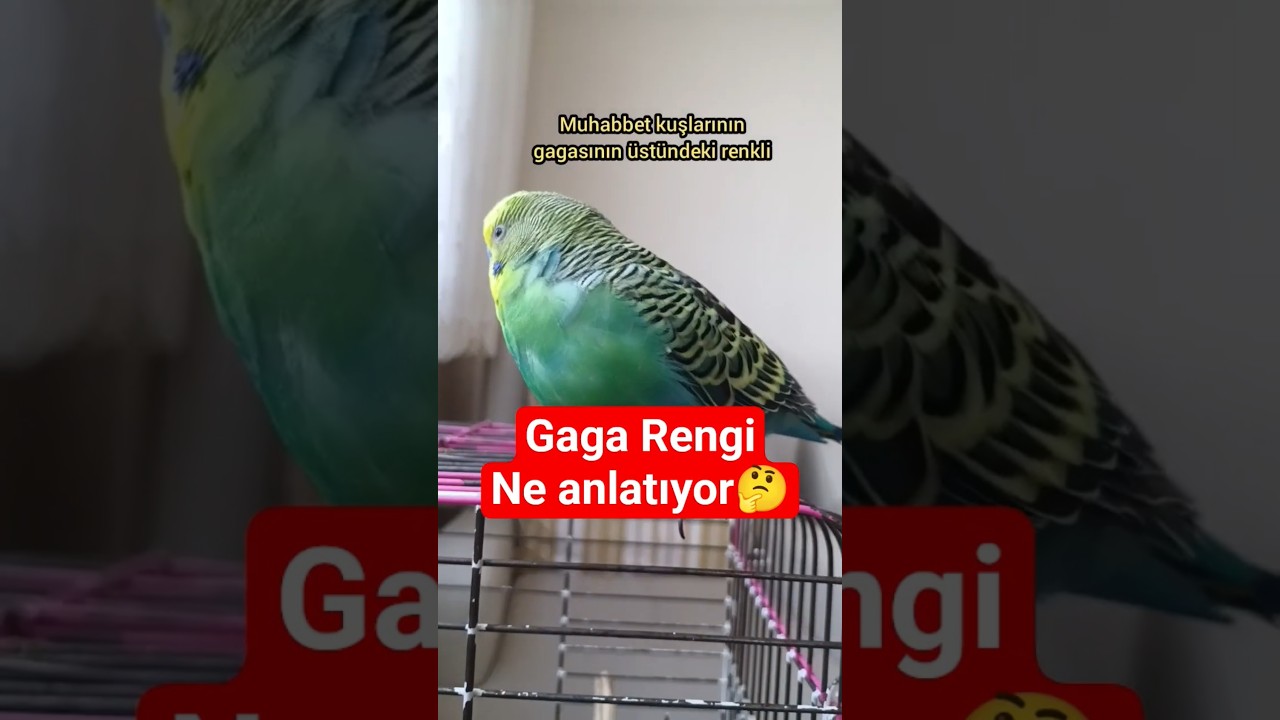 Muhabbet Kuşunun Gaga Rengi Cinsiyeti Değil, Hormonları Gösterir! gerçek mi bu ?? #muhabbetkuşu