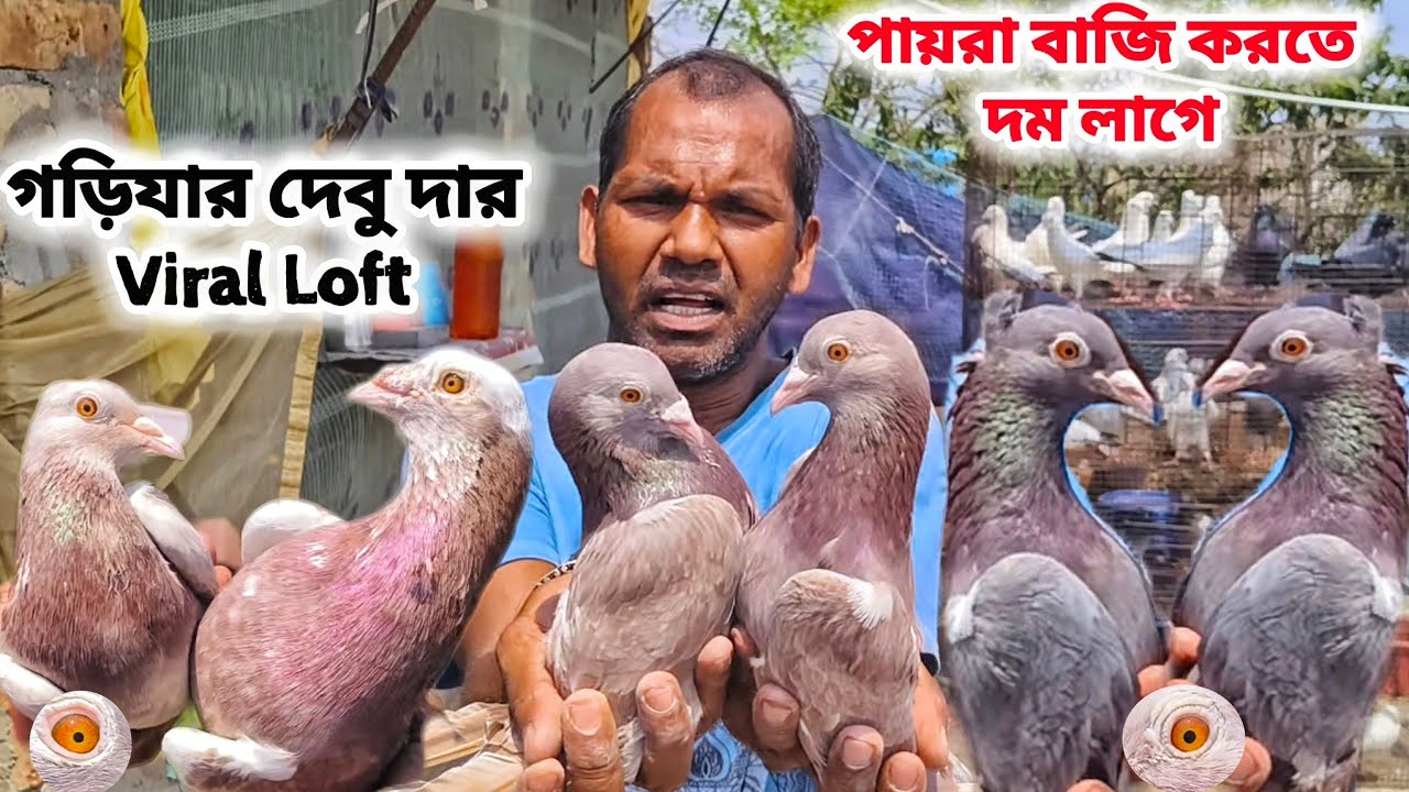 GARIYA DEBU DA LOFT।পায়রা বাজিতে পাগল দেবুদা।PART1। উড়ান ছাড়া পায়রা ...