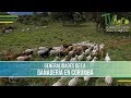 La Ganaderia en Corumba Brasil- Cattle Farming in Corumba, Brasil- TvAgro por Juan Gonzalo Angel