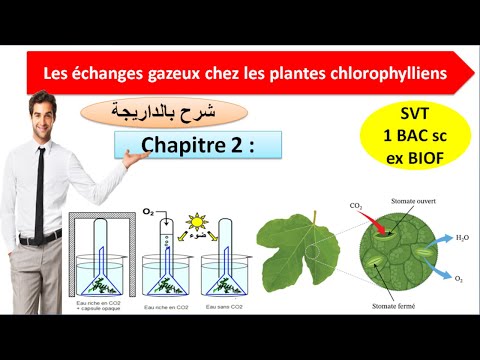 Vidéo: Quels sont les moyens d'échange gazeux dans les plantes ?