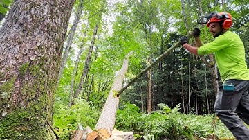 Getting a hung up tree down without equipment 