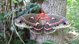 North America's Largest Moth - Largest Native Moth in the USA - Biggest Native Moth in North America