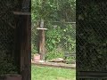 Fake owl vs. Squirrel