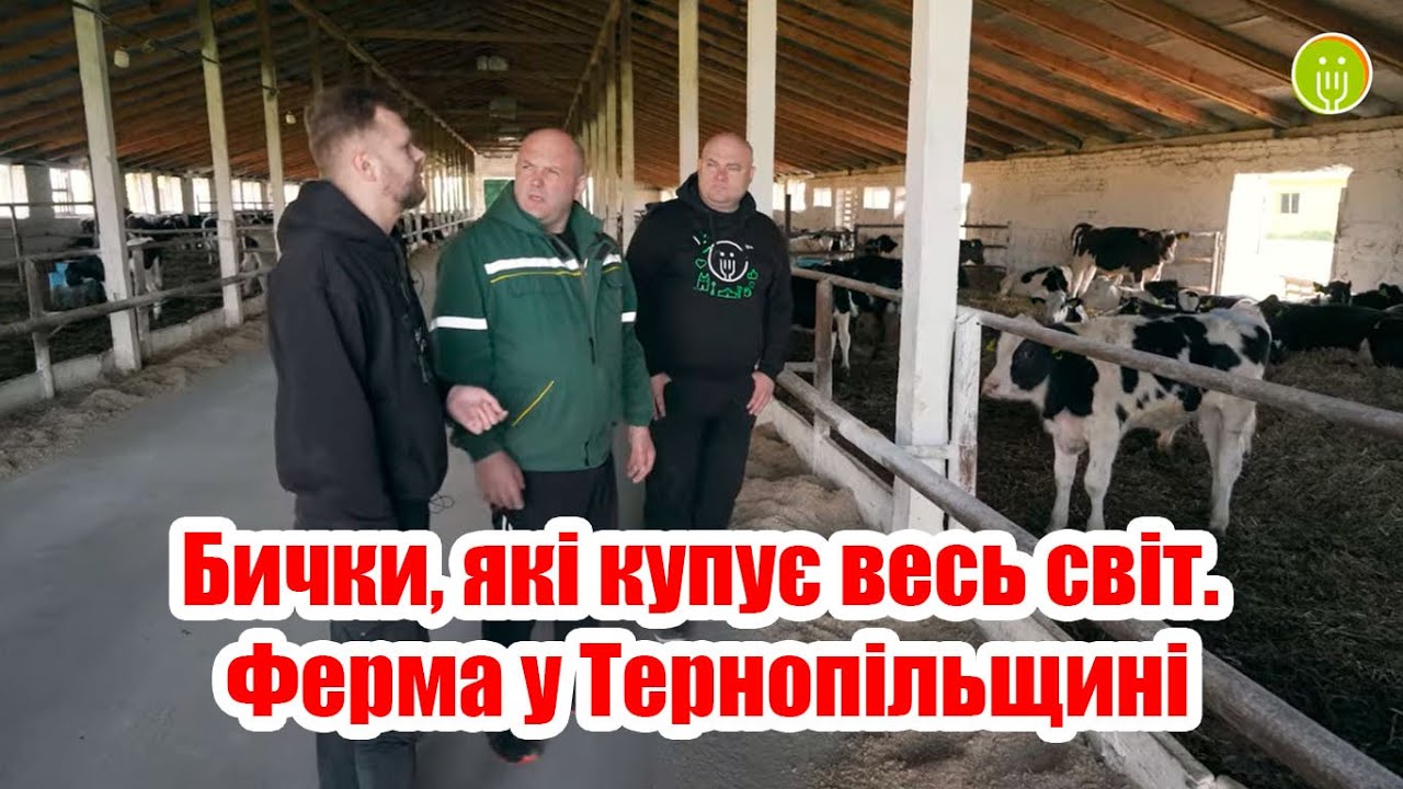 Бички, які купує весь світ. Ферма у Тернопільщині