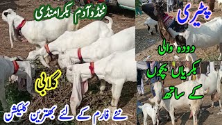 Best Collection Of Gulabi Young Famale Goats And Pateri Goats Bisar Doghali Doodh Wali Bakriyan