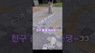 그들만의 댄스 타임? ㅋㅋ 뿌꾸는 달려간 이유는?? #야간산책