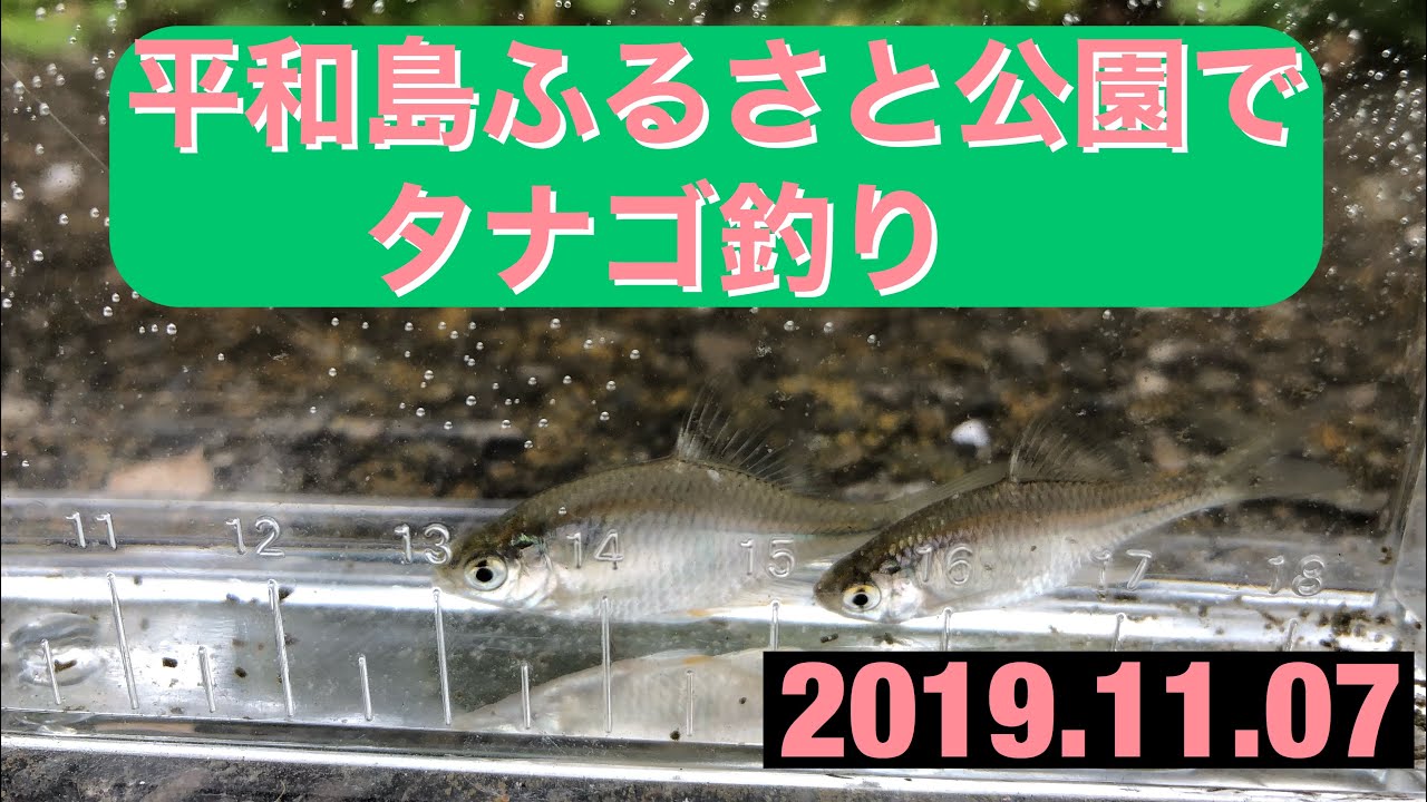 平和島ふるさと公園でタナゴ釣り 19 11 07 Youtube 平和島ふるさと公園でタナゴ釣り 19 11 07 Youtube