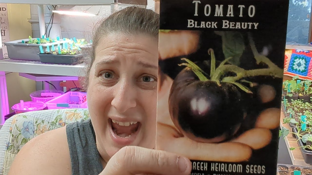 Heirloom Tomato Varieties YouTube