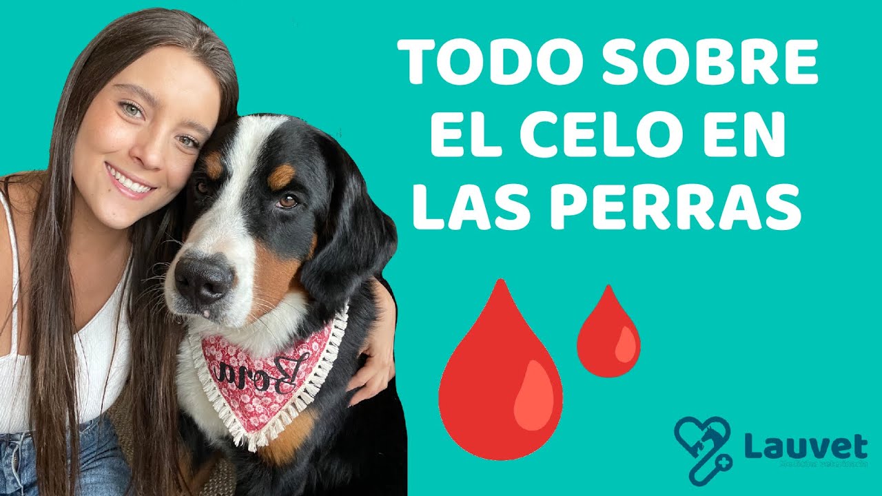 Cuanto dura la regla en los perros