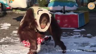 Как орангутан Дана гуляет по снегу. Тайган  Orangutan Dana walking in the snow. Taigan