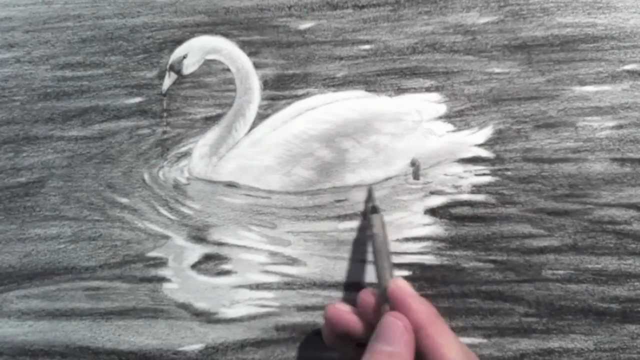 Black and white Swan drawing