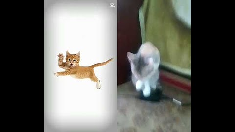 #кот новый тренд