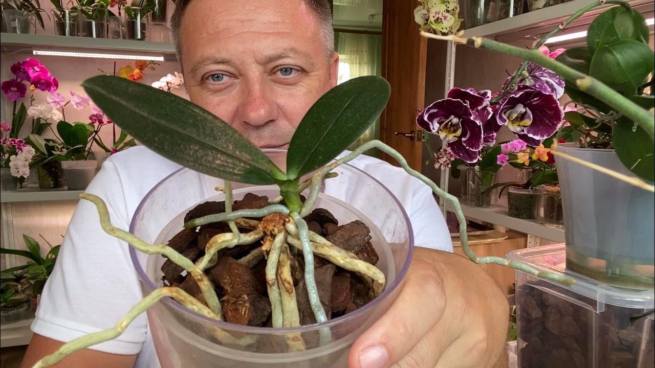 Как правильно отделить орхидею. Как разделить орхидею. орхидея катрина. пень от орхидеи. как отделить детку орхидеи от материнского растения.