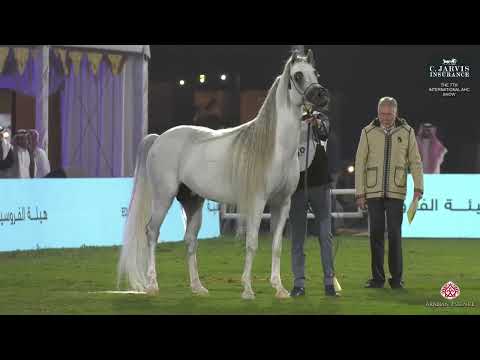 N 359 SULTAN AL TINHAT The 7th International AHC Show Stallions 4 6 Years Old Section B Class 10 