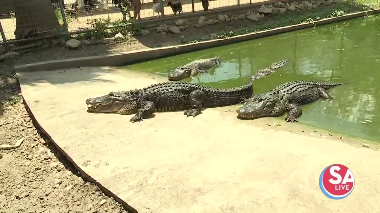 ●ALLIGATOR CITY Our lineworkers are used to navigating all kinds of wild