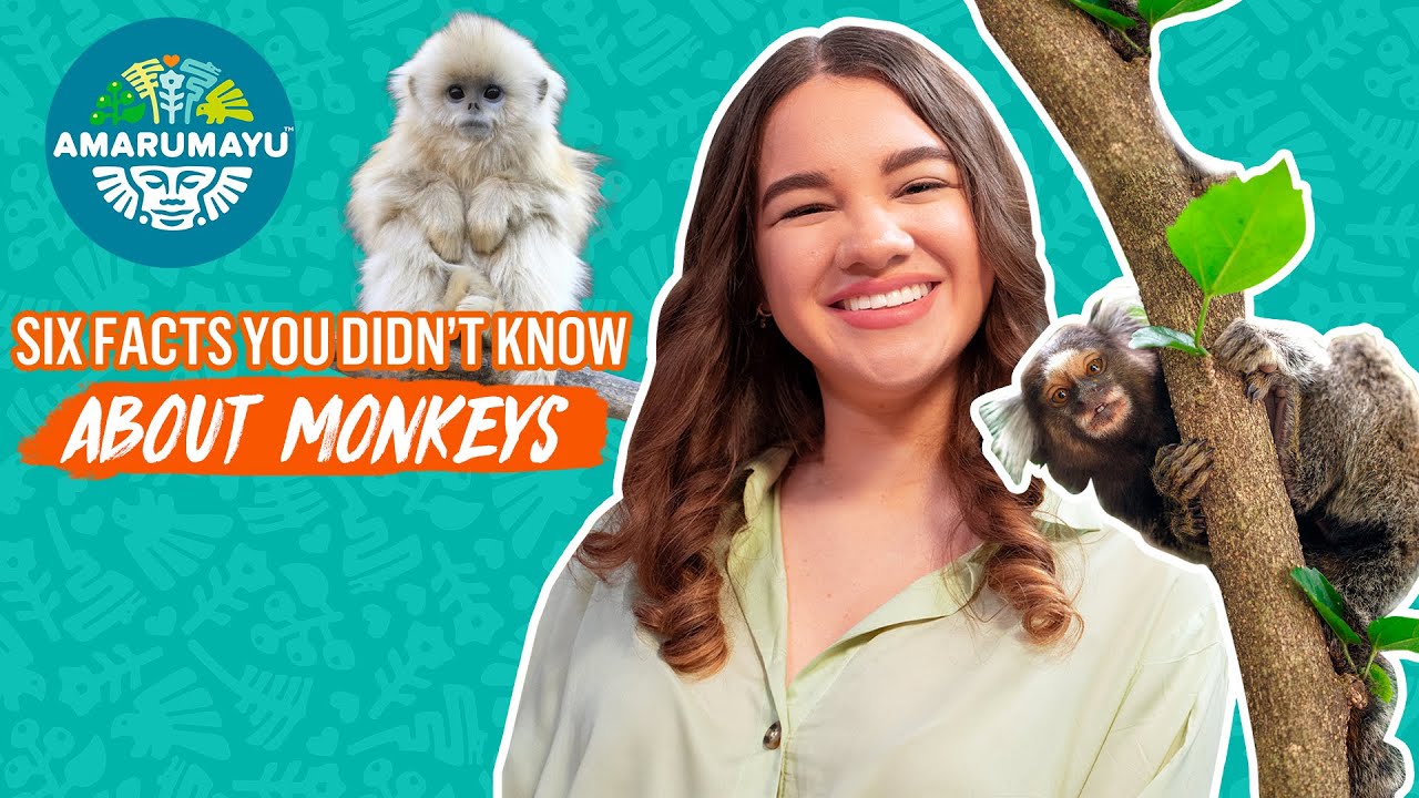 SIX Facts you Didn’t Know About MONKEYS 🐒  | AMARUMAYU Community